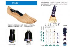 经典型万向踝脚